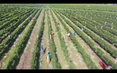 Awash Wine Vineyard