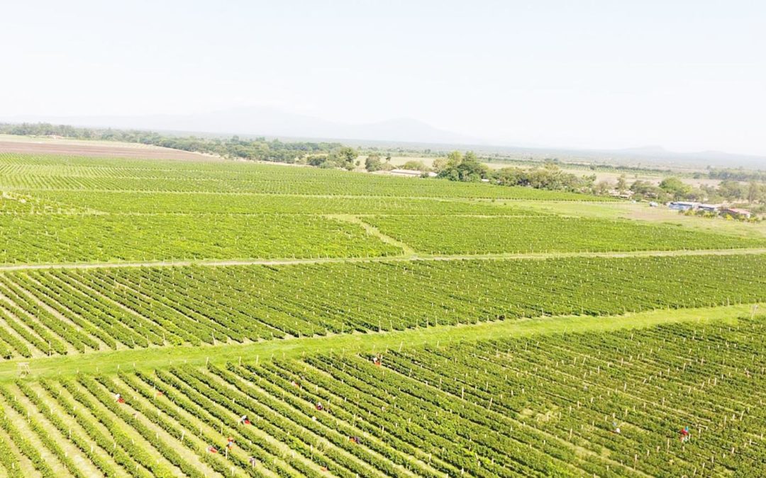[:en]Awash Wine-Gebeta-TV Commercial[:am]የአዋሽ ወይን-ገበታ-ቴሌቪዥን ማስታወቂያ[:]